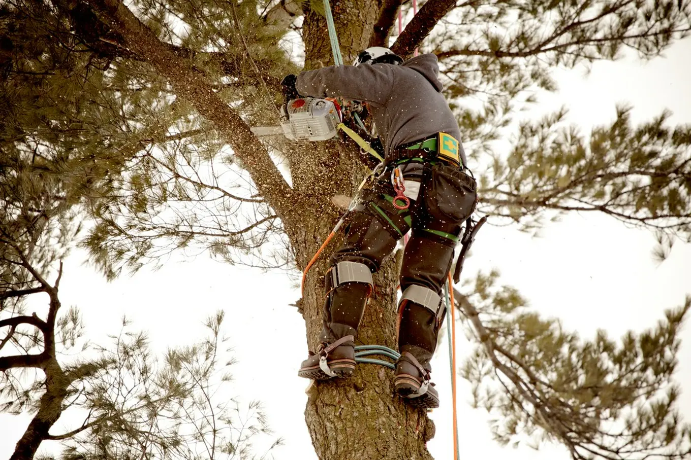 alpinistyczna wycinka drzew